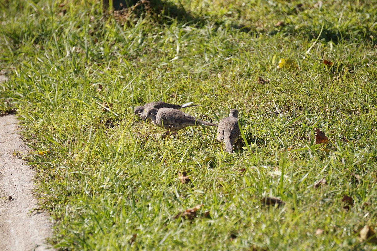 kaktusdue - ML646688134