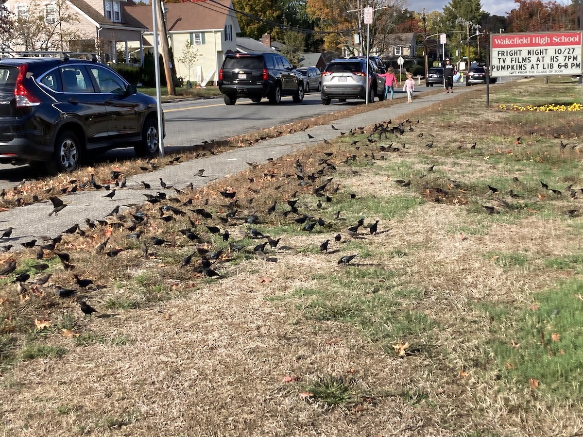 Brown-headed Cowbird - ML646688137