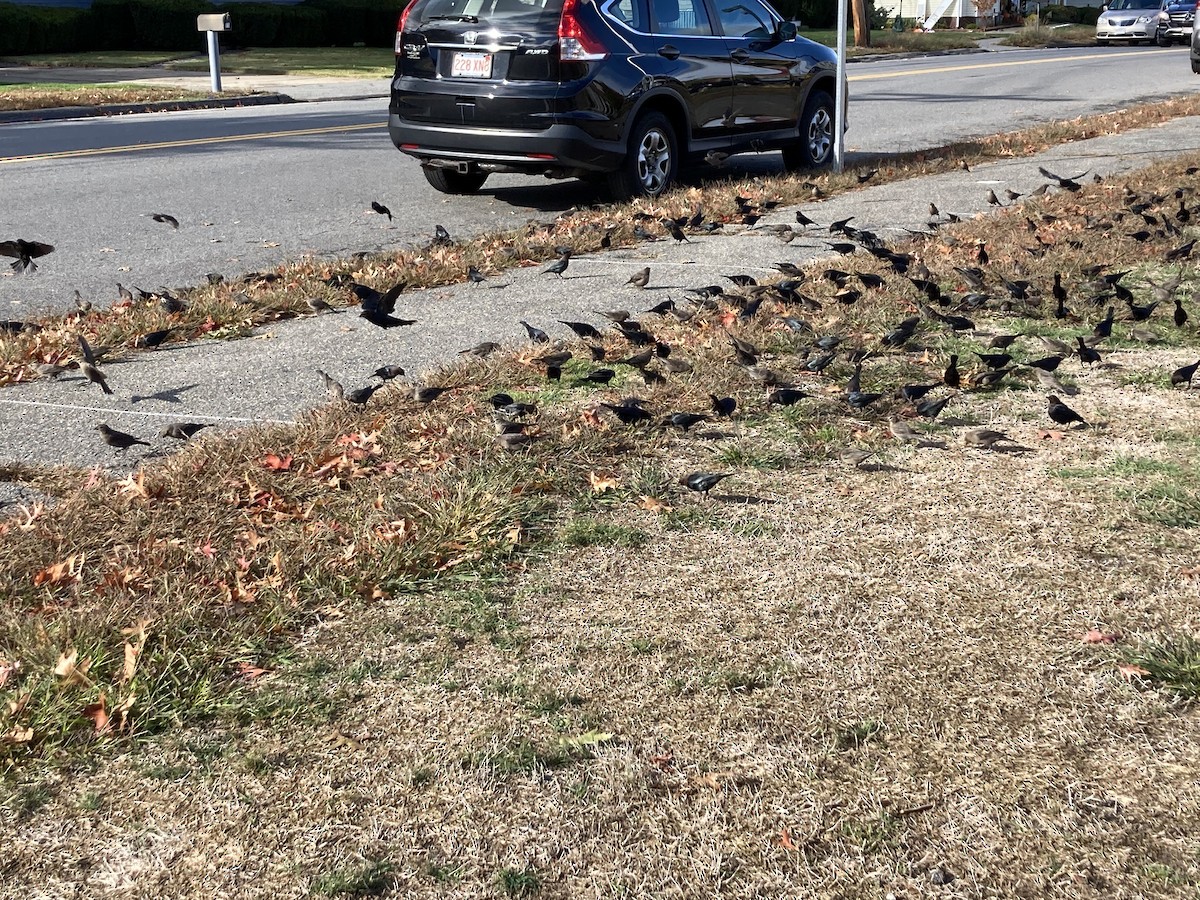Brown-headed Cowbird - ML646688138
