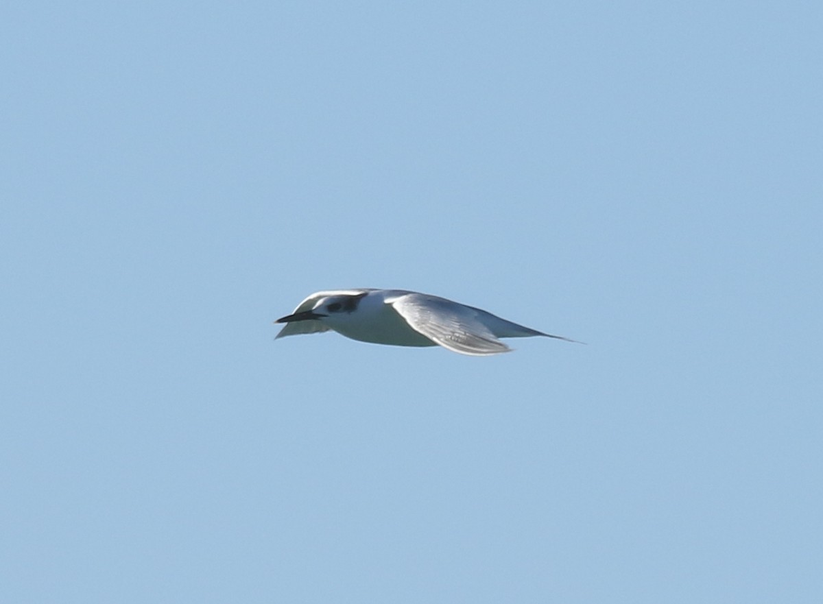 Sandwich Tern - ML646688139