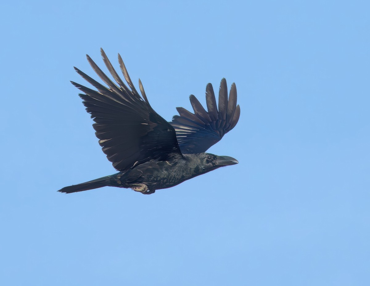 Large-billed Crow - ML646688154