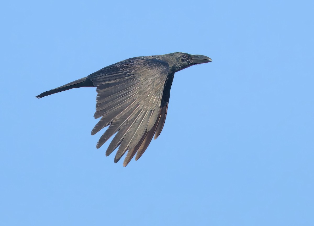 Large-billed Crow - ML646688155