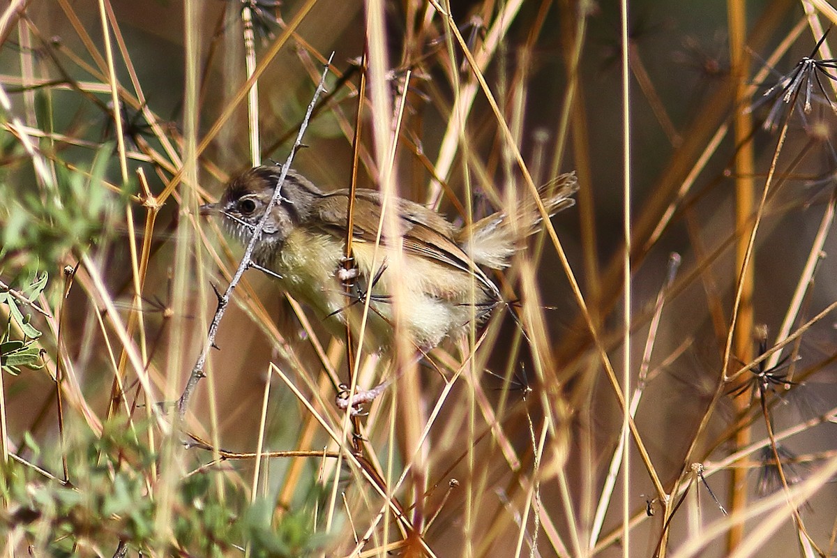 svartbrystprinia - ML646688158