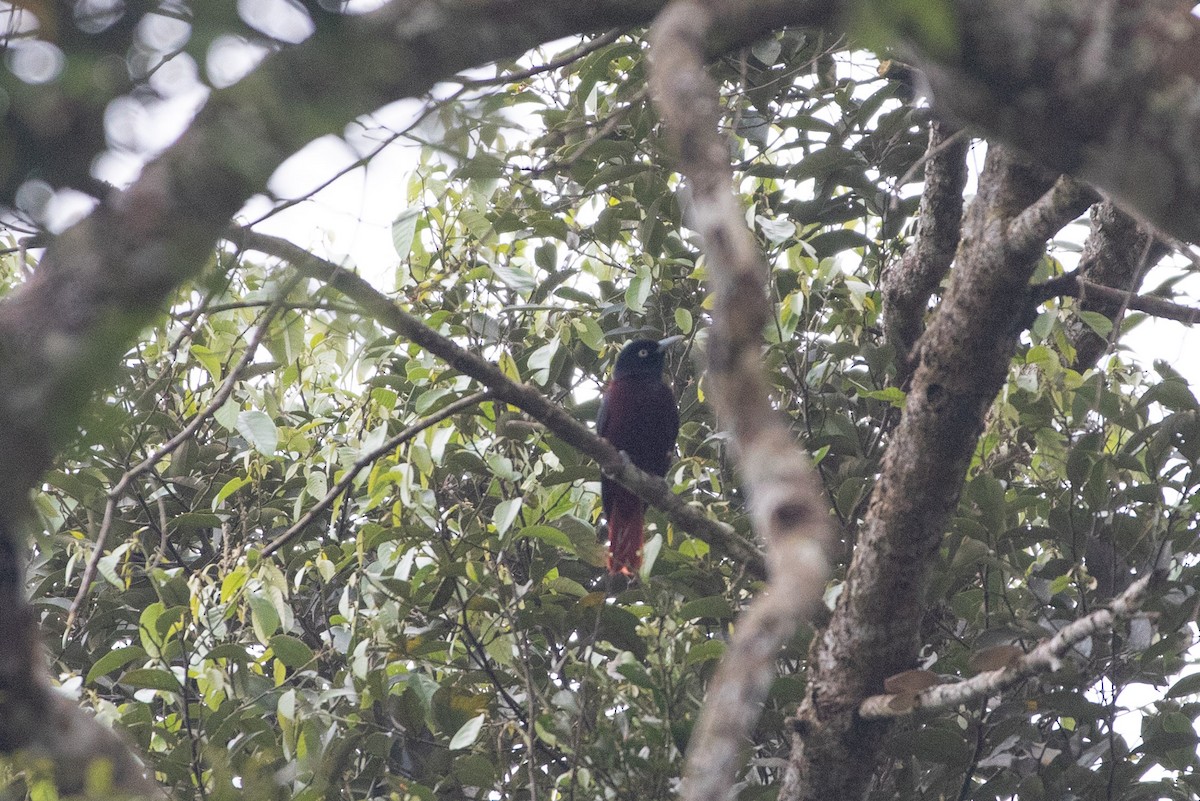 Maroon Oriole - ML646688162