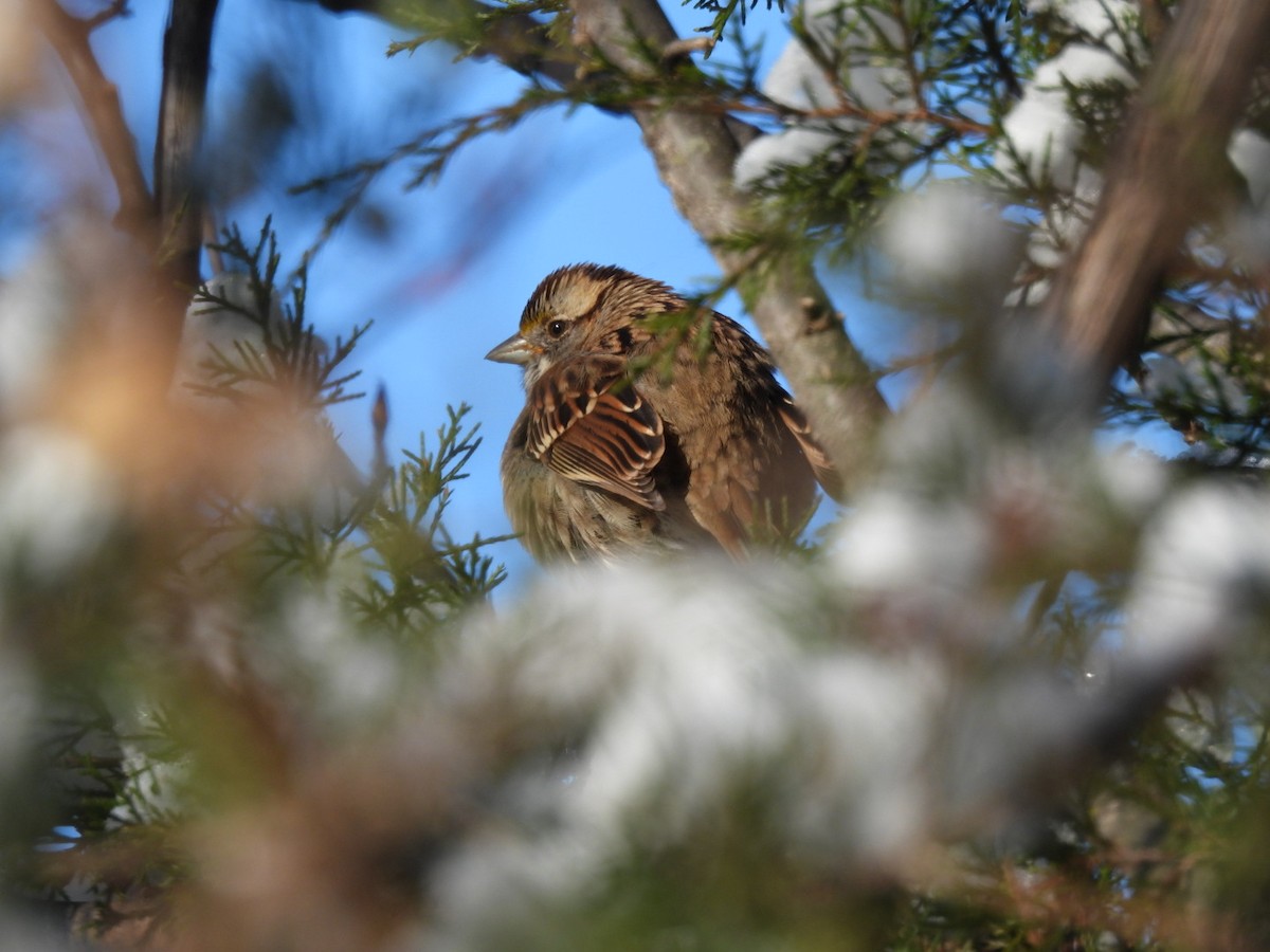 White-throated Sparrow - ML646688163