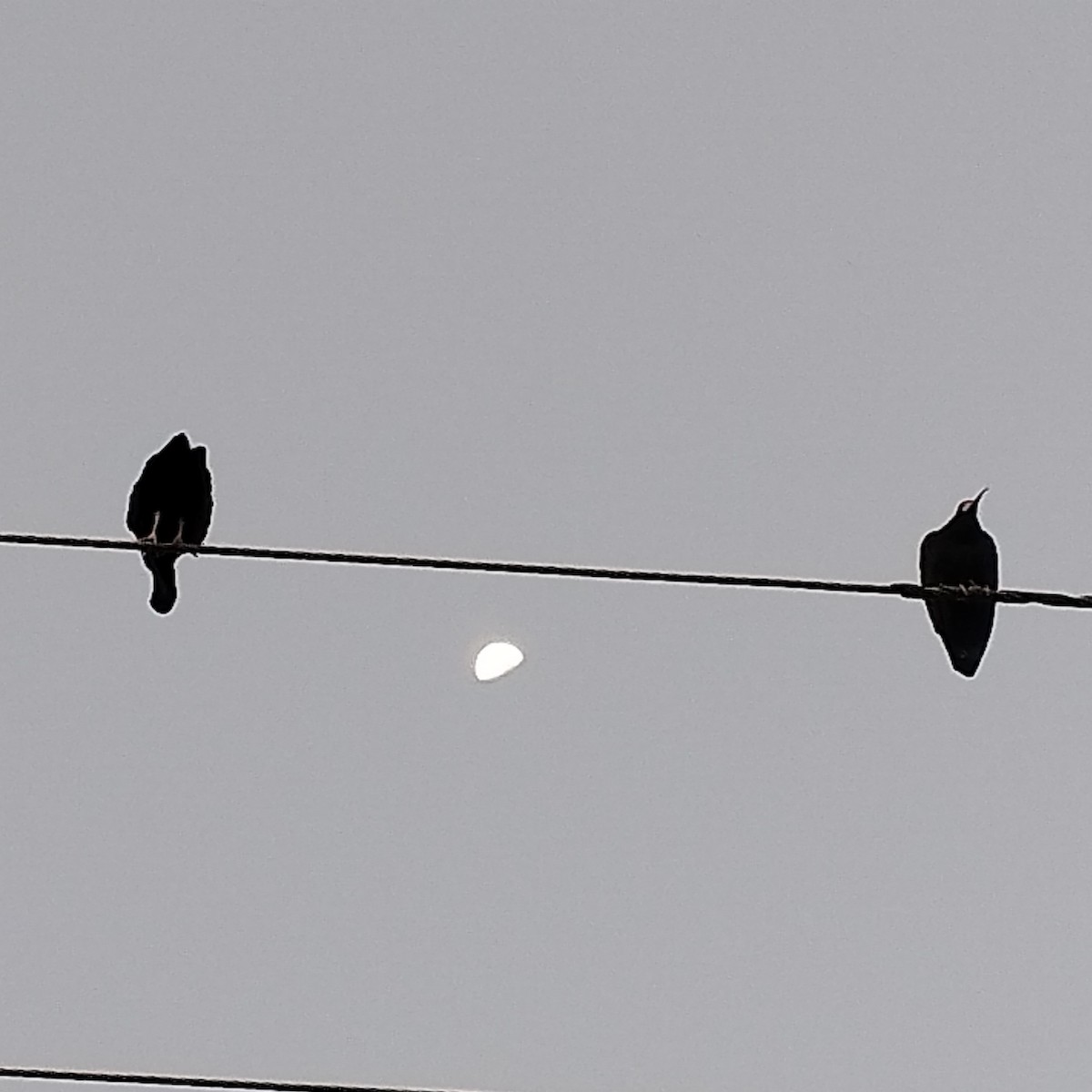 Гололицый ибис - ML646688164