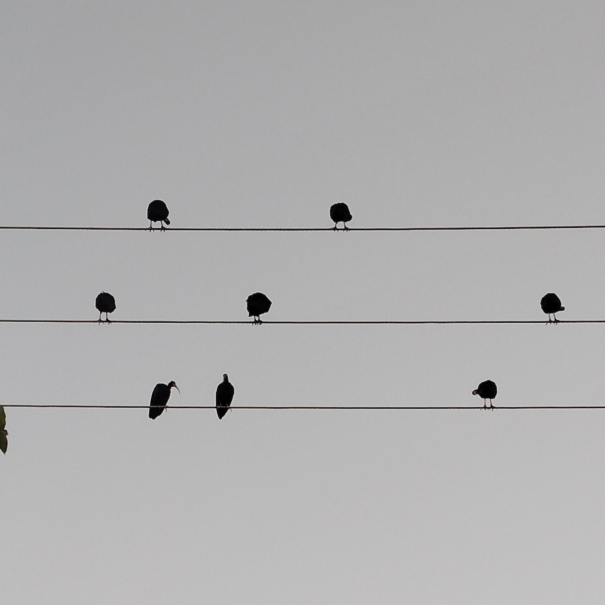 Гололицый ибис - ML646688166