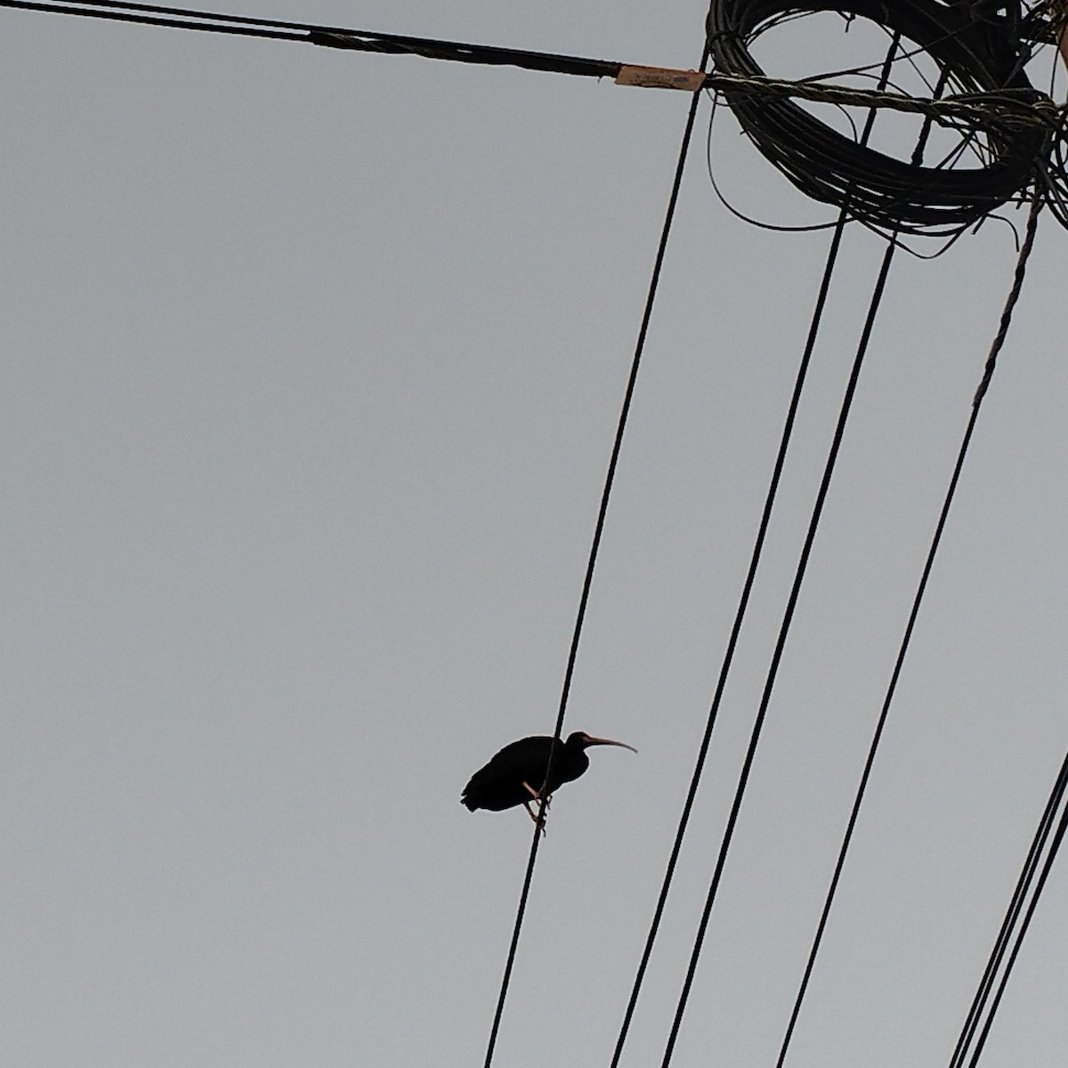 Гололицый ибис - ML646688167