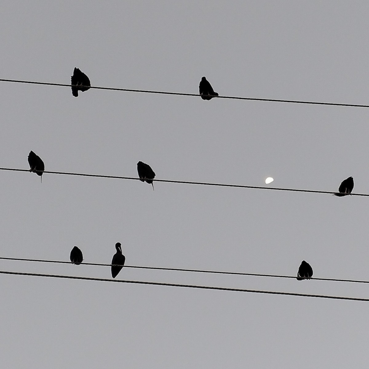 Гололицый ибис - ML646688168