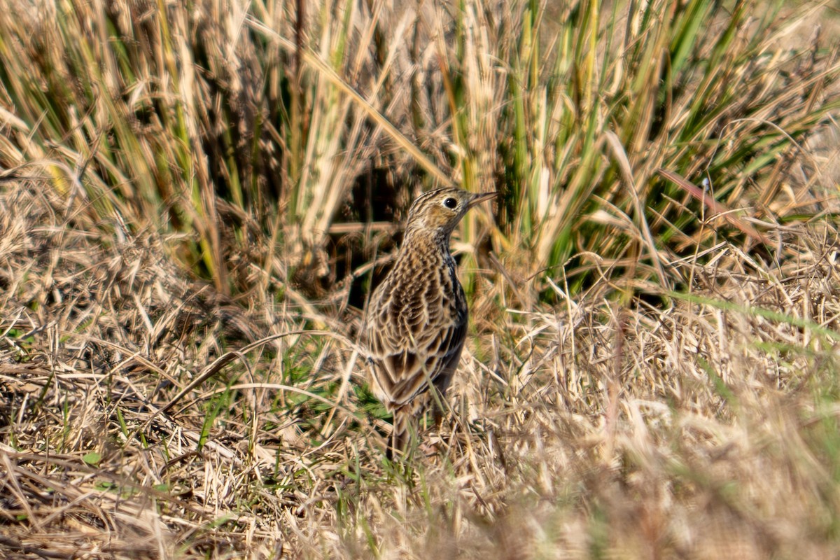 Präriepieper - ML646688170