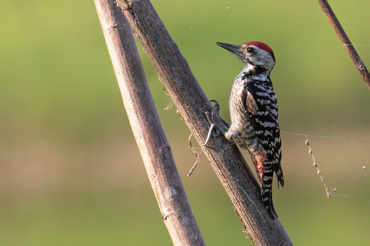 Freckle-breasted Woodpecker - ML646688172