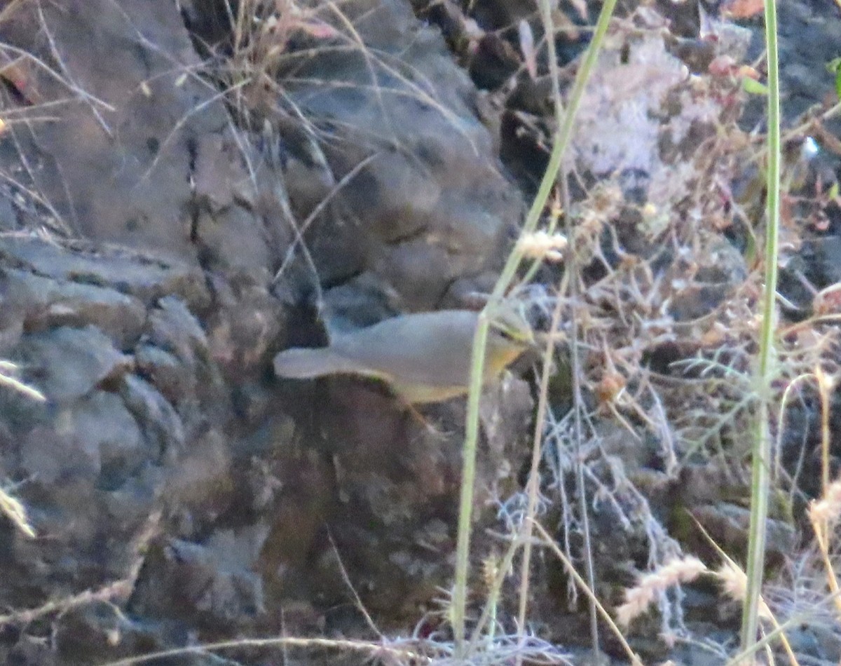 Sulphur-bellied Warbler - ML646688179