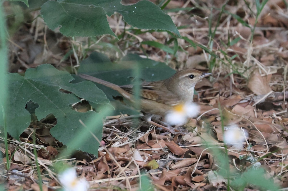 Mançurya Çalıbülbülü - ML646688181