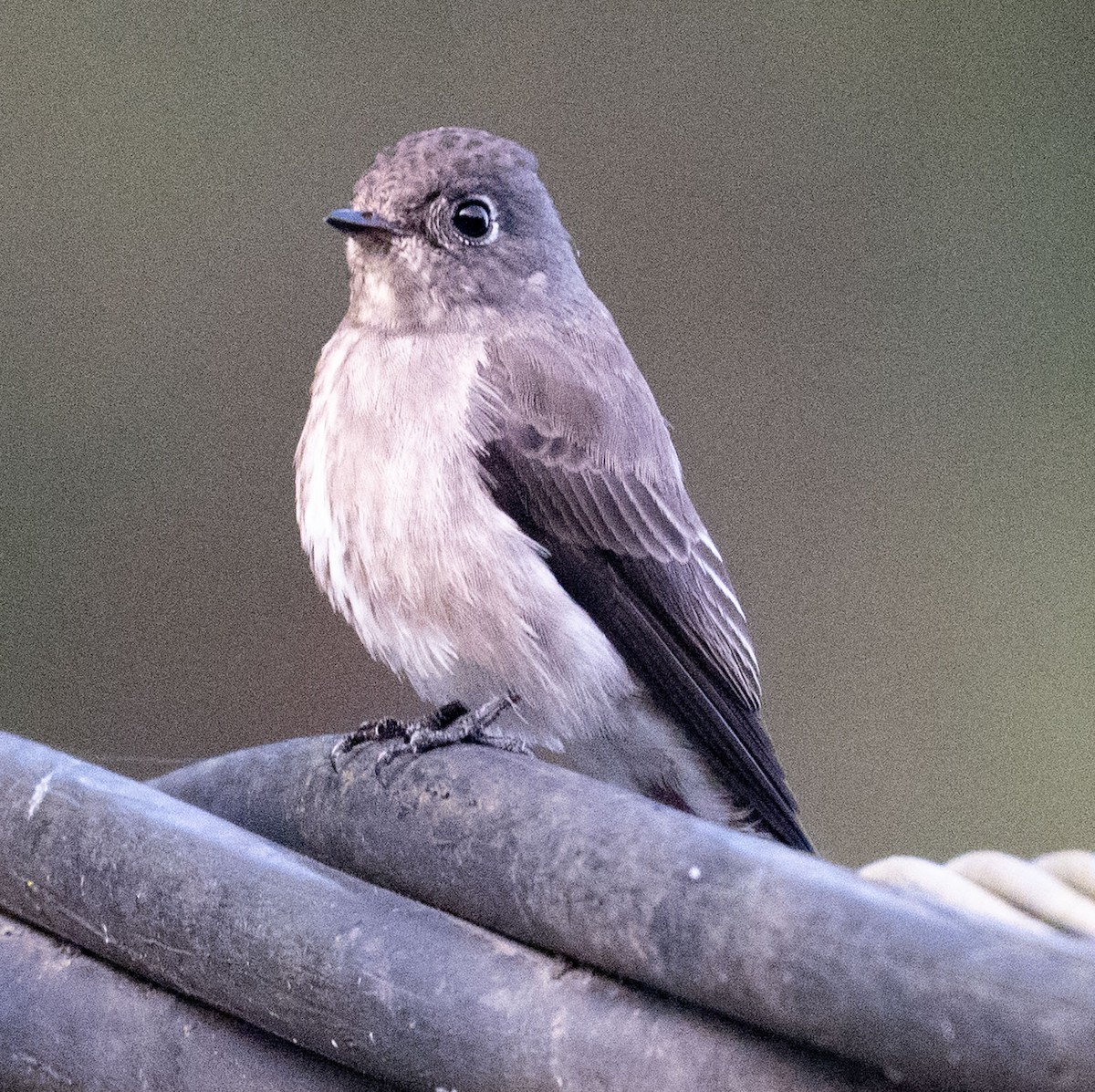 Dark-sided Flycatcher - ML646688185