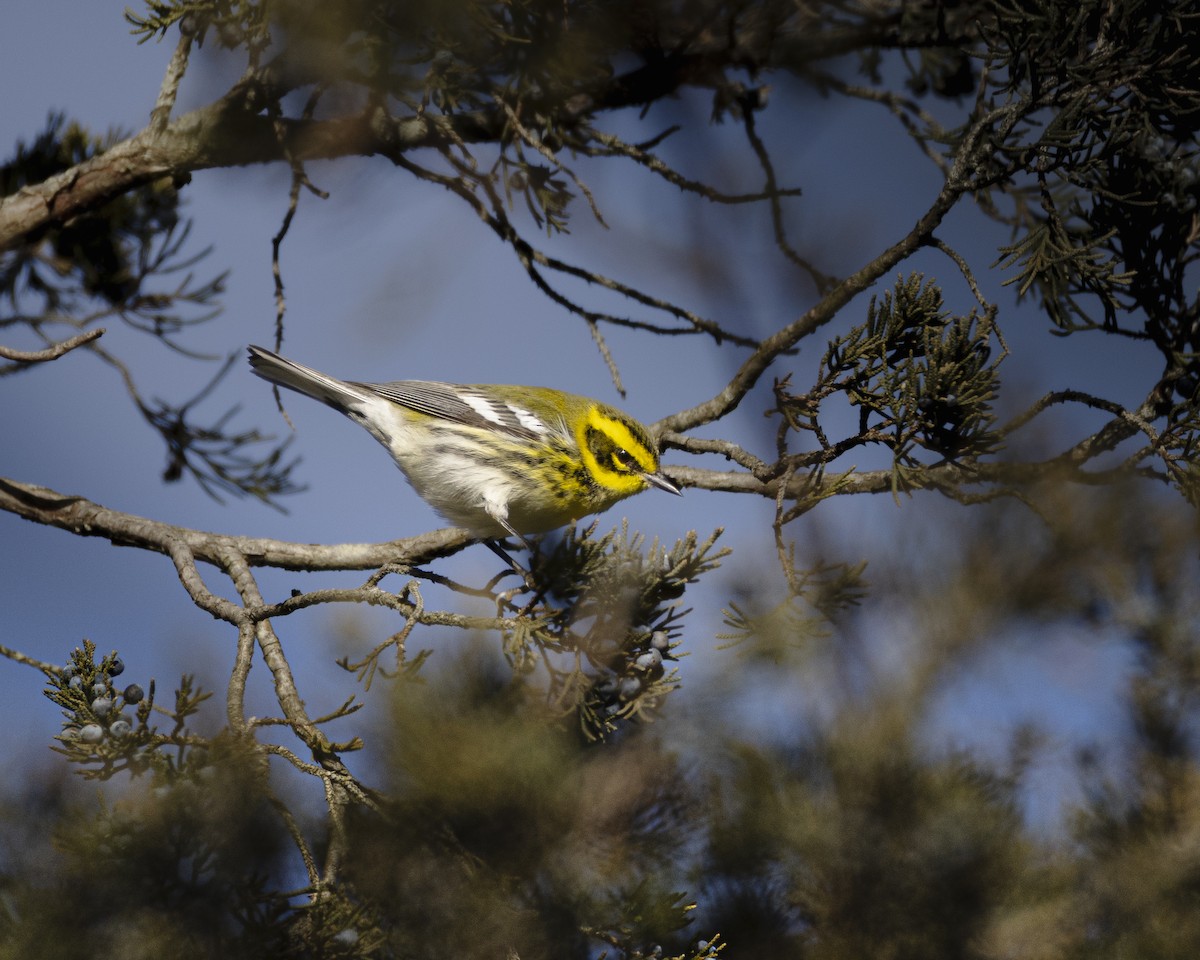 Townsend's Warbler - ML646688186