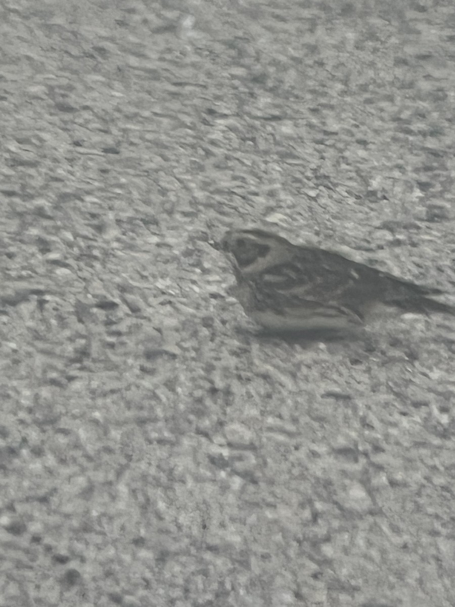 Lapland Longspur - ML646688187