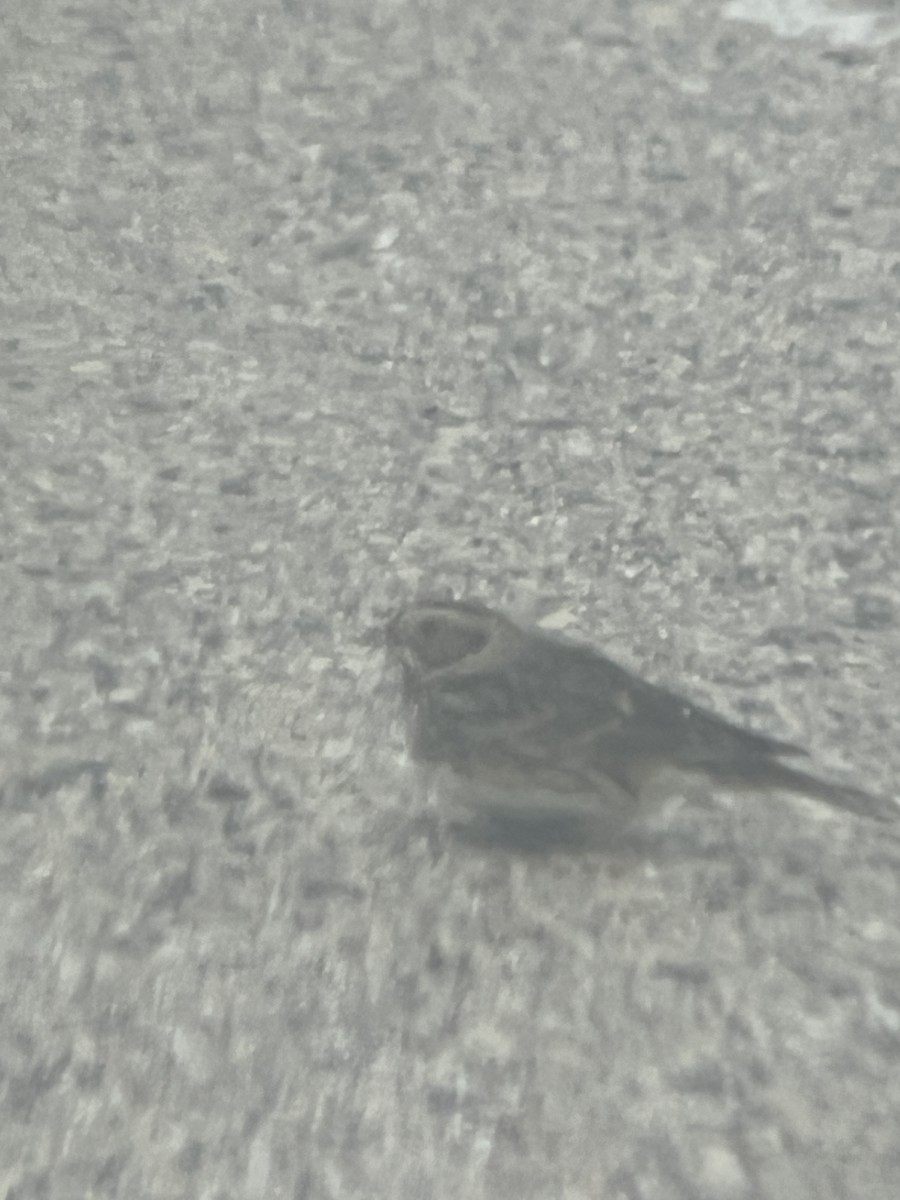 Lapland Longspur - ML646688188