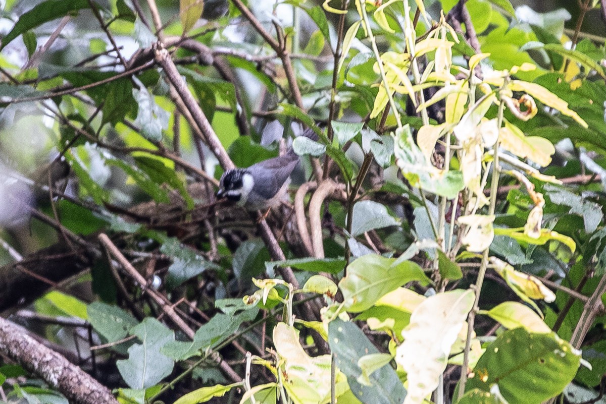 Schwarzkehl-Schwanzmeise - ML646688191