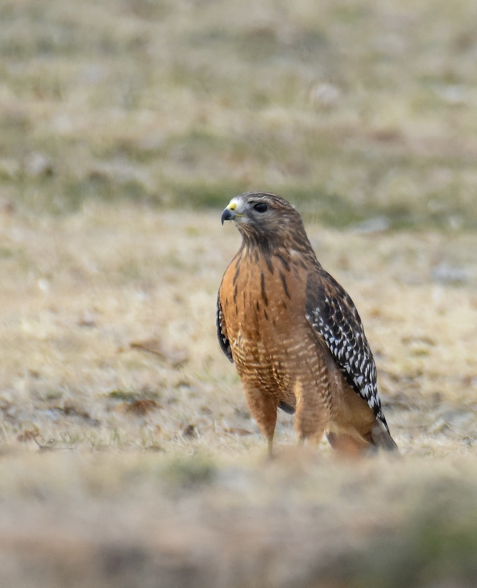 káně páskovaná - ML646688192