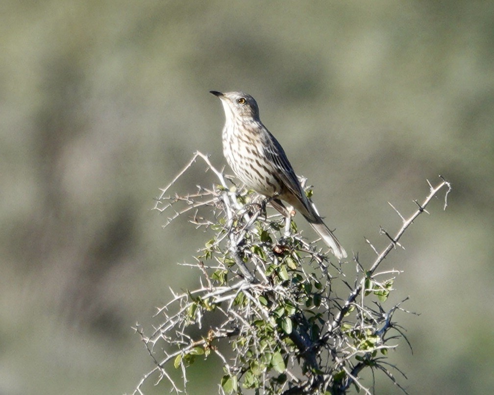 Sage Thrasher - ML646688198
