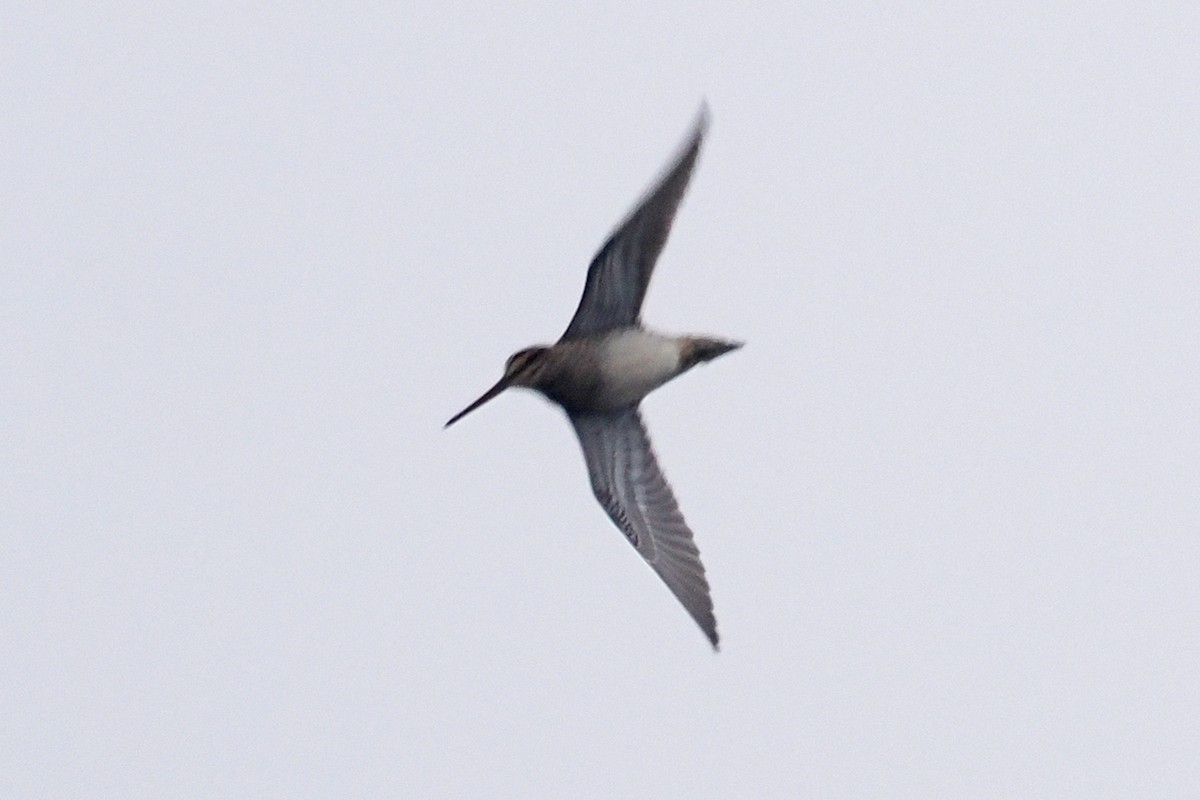 Common Snipe - ML646688200