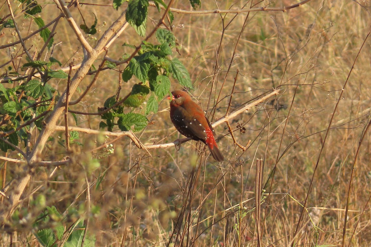 tigerastrild - ML646688201