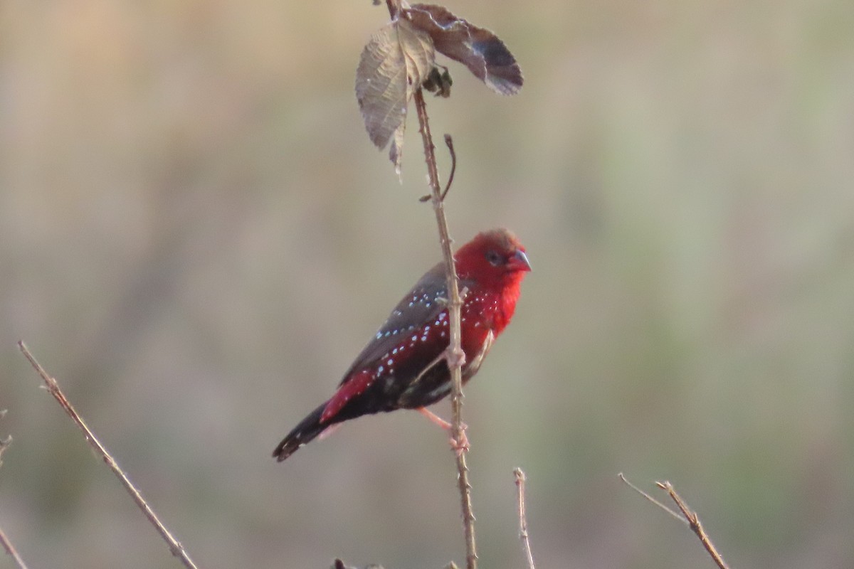 tigerastrild - ML646688202