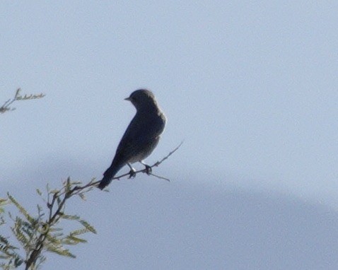 Mountain Bluebird - ML646688209