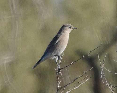 Mountain Bluebird - ML646688210