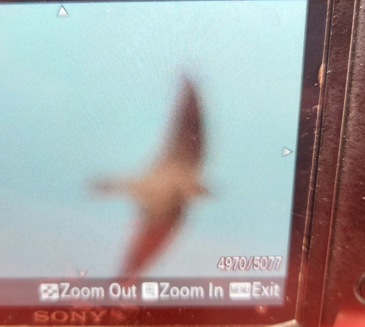 Pale Crag-Martin - ML646688217