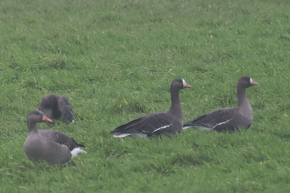 ハイイロガン - ML646688223