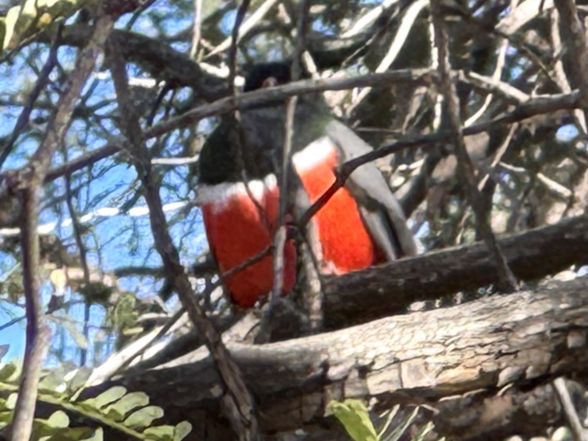 Coppery-tailed Trogon - ML646688226