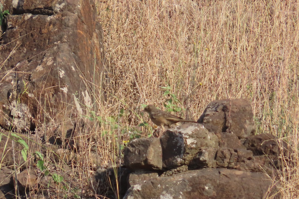 Long-billed Pipit - ML646688229