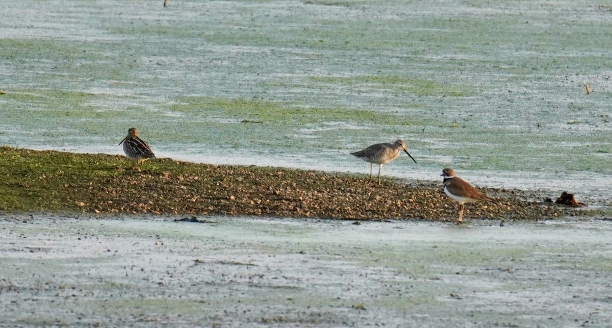 Kuliska grisa/oilagorra - ML646688233