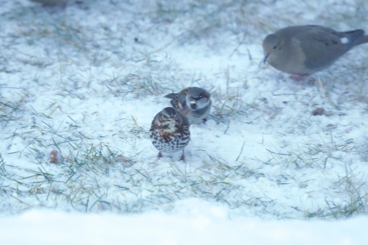 Fox Sparrow - ML646688234
