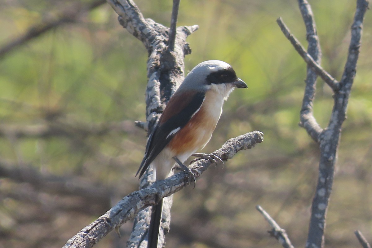 Bay-backed Shrike - ML646688238