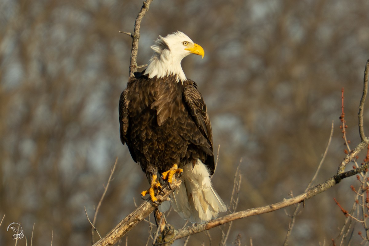 Bald Eagle - ML646688246