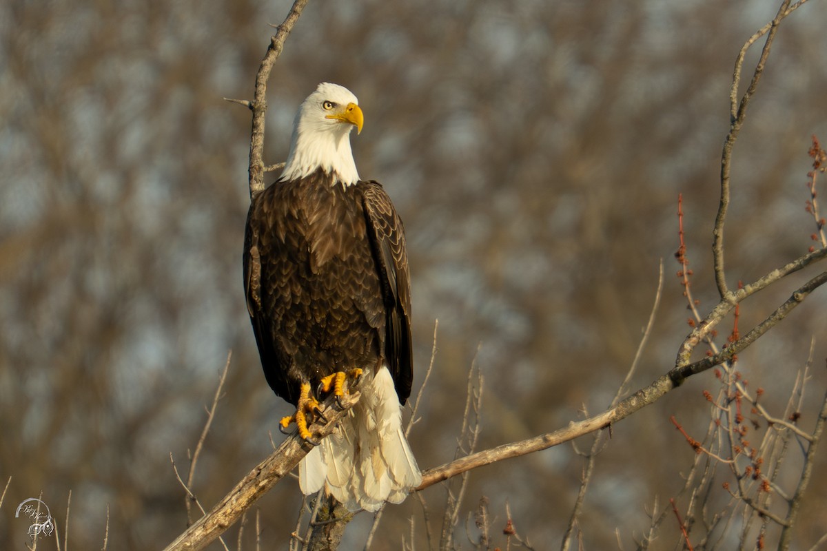 Bald Eagle - ML646688248
