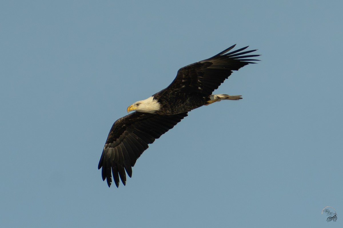 Bald Eagle - ML646688250