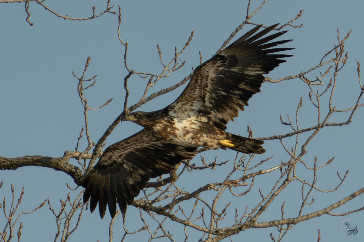 Bald Eagle - ML646688251