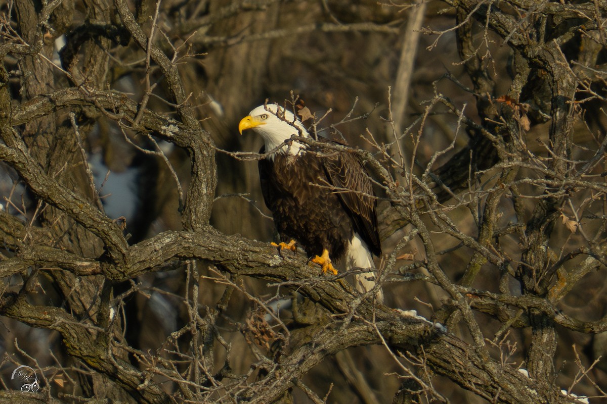 Bald Eagle - ML646688253