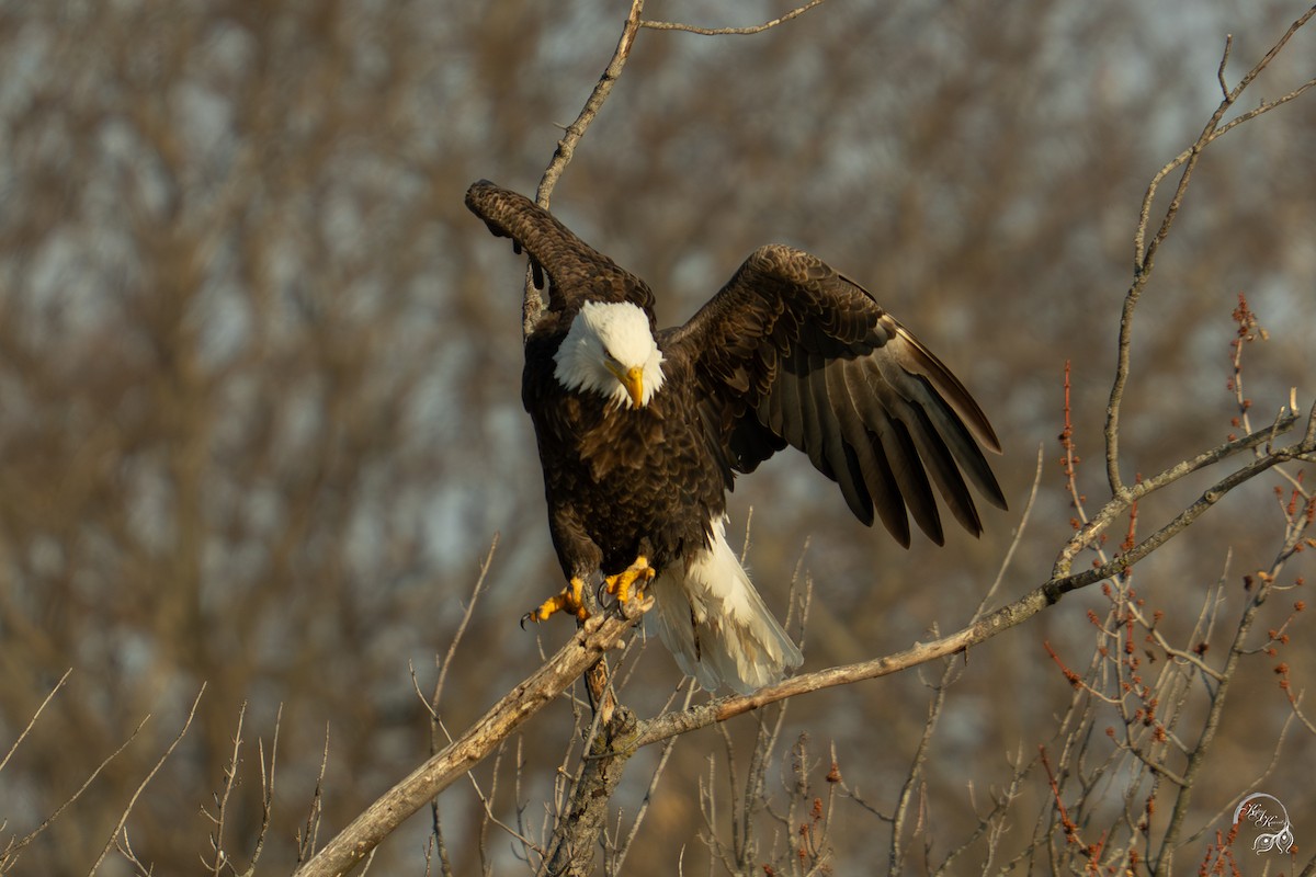 Bald Eagle - ML646688254