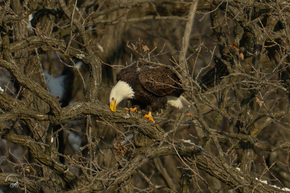 Bald Eagle - ML646688256