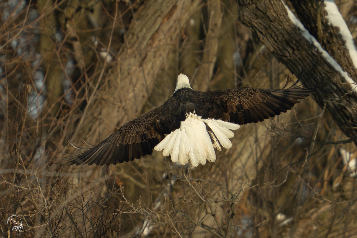 Bald Eagle - ML646688257