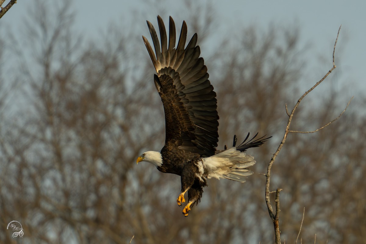 Bald Eagle - ML646688258