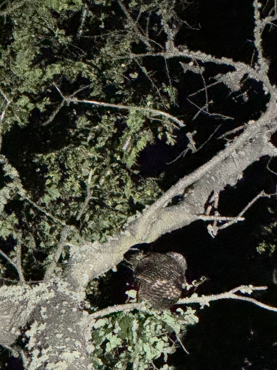 puštík rezavonohý - ML646688259