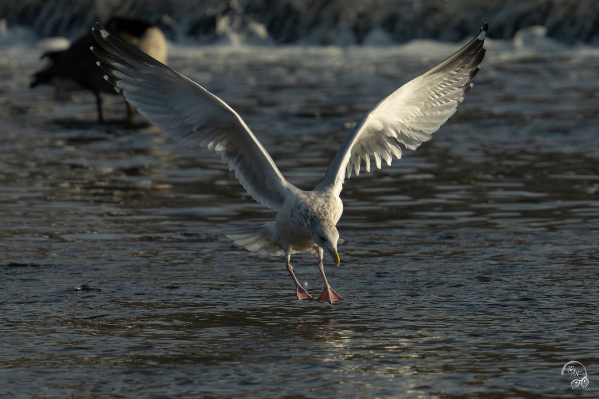 American Herring Gull - ML646688260