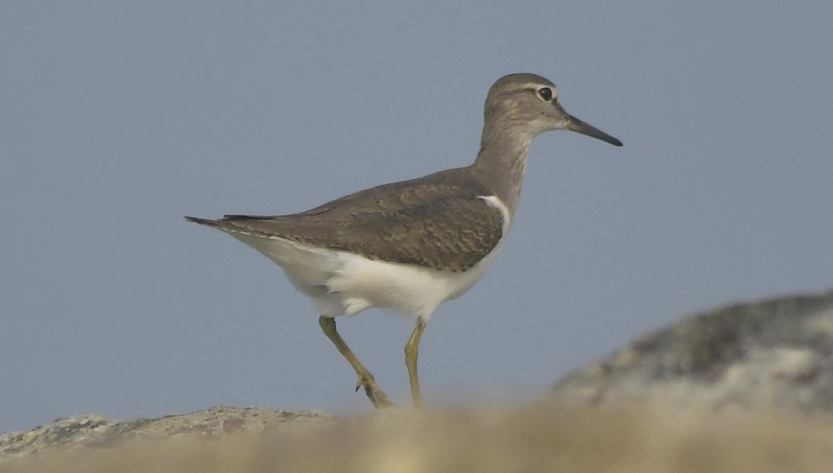 Common Sandpiper - ML646688265