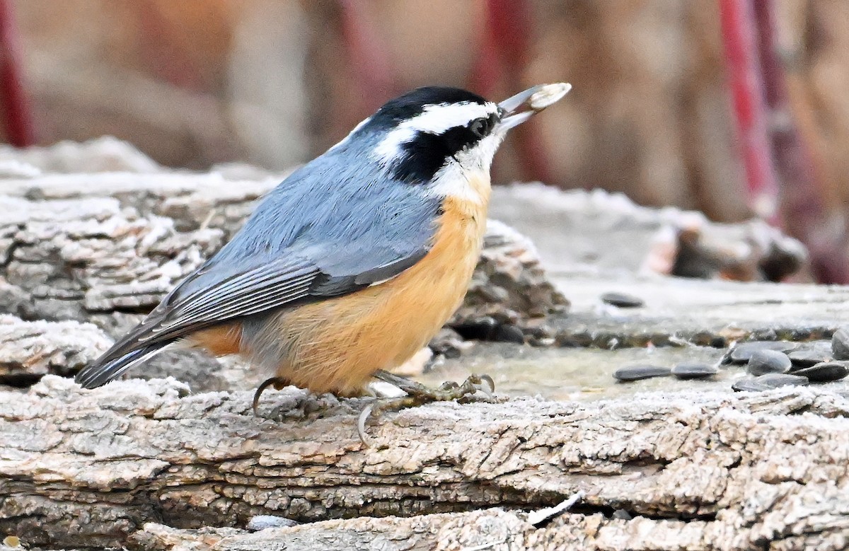 Red-breasted Nuthatch - ML646688266