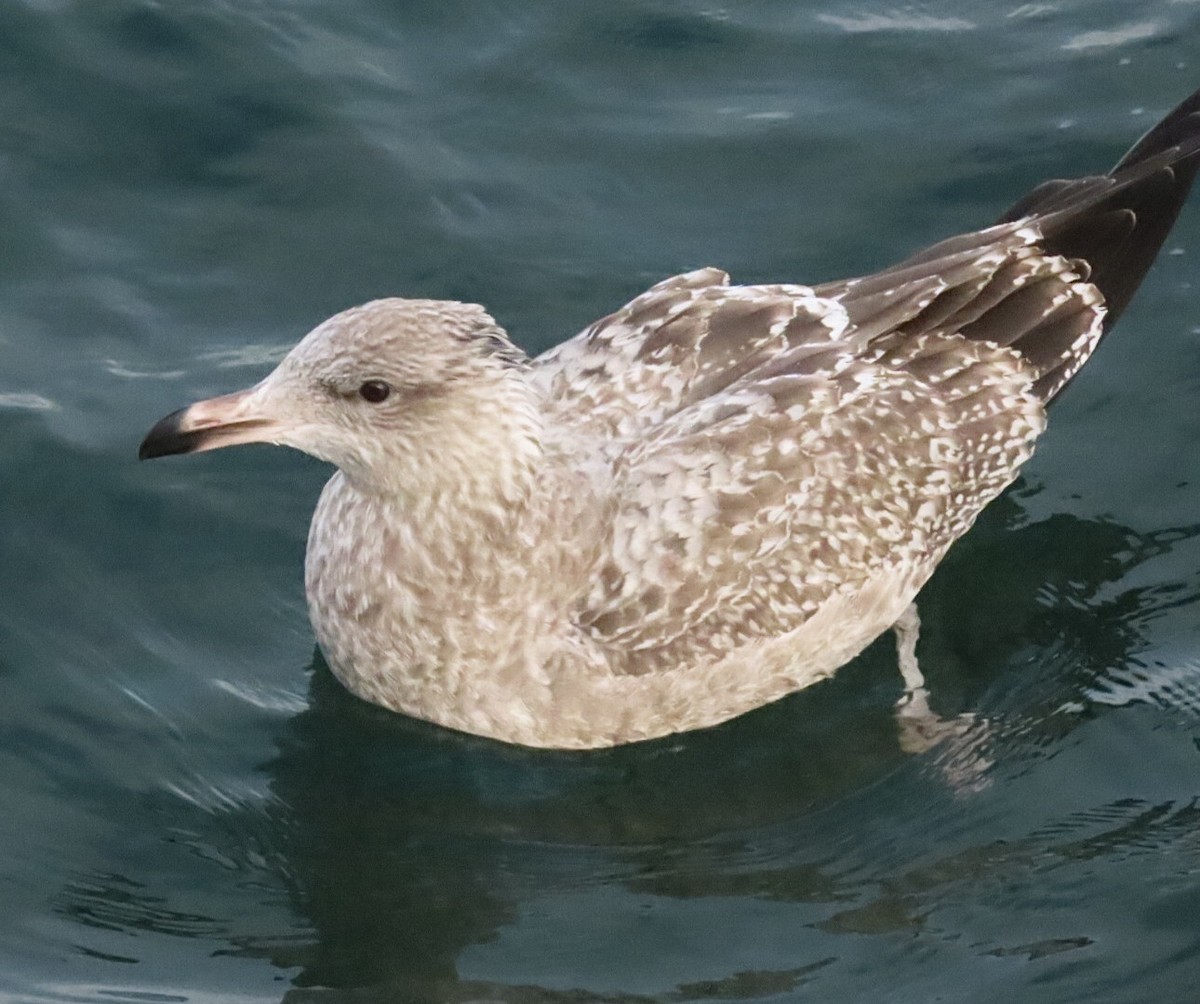American Herring Gull - ML646688269